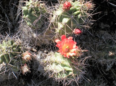 Coral-colored cactus at Lost Mine Trail – Big Bend National Park, TX