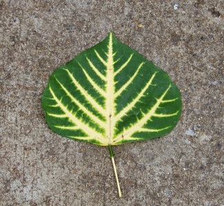 A fallen spade-shaped green leaf with yellow veins on a short, thin stem on a concrete surface