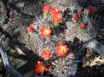 Flowers & buds on a claret cup cactus