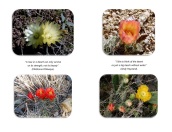 Left top & bottom: Cactus blooms with a quote at the center / Right top & bottom: Cactus blooms with a quote at the center